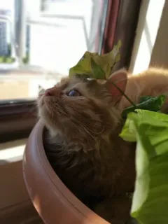 🛡 cat, window, plants, cute, kitten telegram sticker
