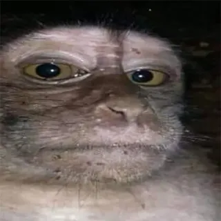 👁 singe, animal, primate, faune, grand singe telegram sticker