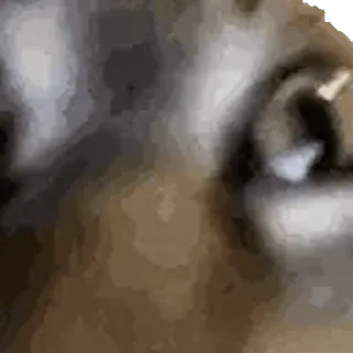 🙀 Hund, Nahaufnahme, Tier, Haustier, Auge telegram sticker