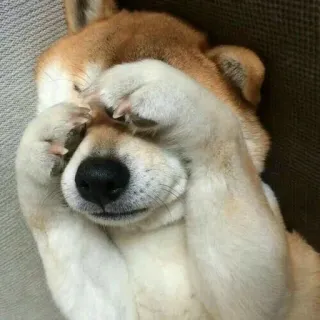 🙈 chien, shiba inu, mignon, animal, animal de compagnie, dormir telegram sticker