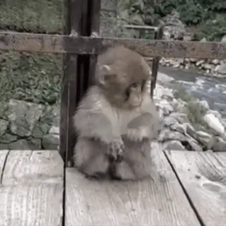 🐵 monkey, snow monkey, animal, cute, wildlife, nature whatsapp sticker