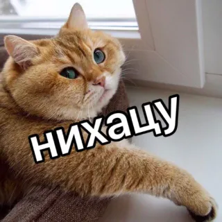 😜 НИХАЧУ кот, русский, животное, мем telegram sticker