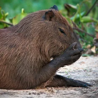 🤦‍♂️ Capivara, Animal, Roedor, Vida selvagem, Natureza, Fofo, Mamífero whatsapp sticker