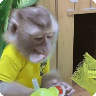 🪷 mono, animal, lindo, primate, camiseta amarilla, bebiendo whatsapp sticker