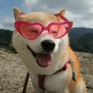 🐾 Hund, Shiba Inu, Sonnenbrille, Herzbrille, süß, Tier whatsapp sticker