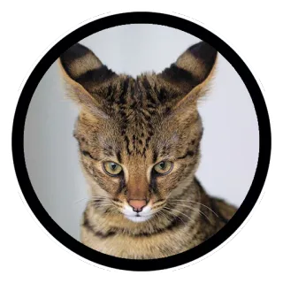 Funny Cats (@Saratov64_chat) telegram stickers