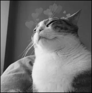 💮 gatto, animale, animale domestico, cuori, amore, carino, domestico, felino telegram sticker