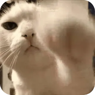 ❤ chat, doigt d'honneur, geste obscène, animal, drôle, mème whatsapp sticker