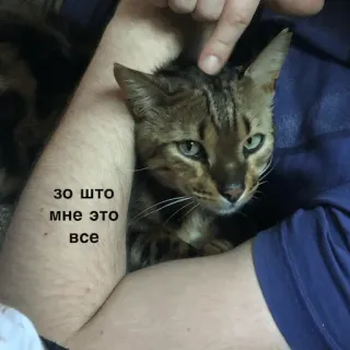 😿 ЗО ШТО МНЕ ЭТО ВСЕ แมว, สัตว์เลี้ยง, สัตว์เลี้ยง telegram sticker