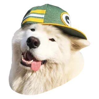 samoyed dog telegram stickers