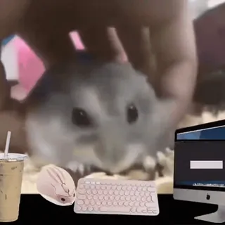 🐹 hamster, ordinateur, souris, clavier, mignon, animal de compagnie, animal whatsapp sticker
