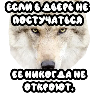 🚪 ЕСЛИ В ДВЕРЬ НЕ ПОСТУЧАТЬСЯ ЕЕ НИКОГДА НЕ ОТКРОЮТ. lupo, porta, testo, animale telegram sticker