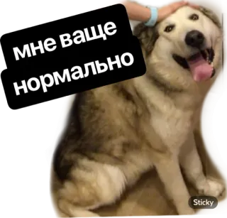 🙃 мне ваще нормально dog, pet, animal, cute, happy, domestic animal whatsapp sticker