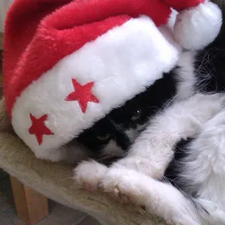 🎅 Katze, Weihnachten, Weihnachtsmütze, Feiertag, Festlich, Haustier, Tier, Tuxedo Katze whatsapp sticker