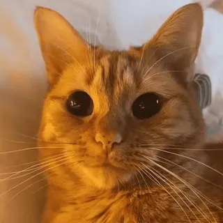 😼 mèo, thú cưng, mèo cam, động vật, mèo, vật nuôi telegram sticker
