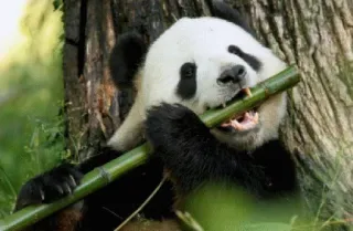🤔 panda, animal, bamboo, cute, wildlife telegram sticker