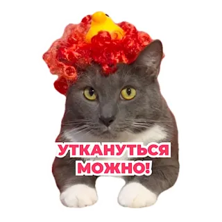 🐥 УТКАНУТЬСЯ МОЖНО! Katze, Perücke, russischer Text, Tier, Humor telegram sticker