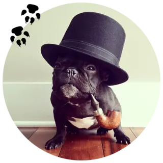 🐶 собака, цилиндр, трубка, питомец, французский бульдог telegram sticker
