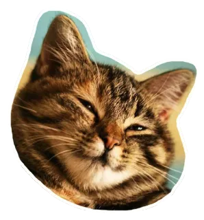 🐱 gato, gato atigrado, animal, mascota, sticker, meme telegram sticker