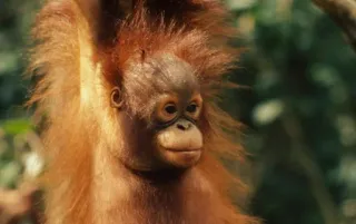 😋 Orango, Scimmia antropomorfa, Scimmia, Animale, Fauna selvatica, Primate telegram sticker