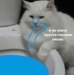 🥲 Я не плачу просто глазами писаю gatto, piangendo, triste, meme, divertente, animale telegram sticker