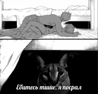 🌟 Ебитесь тише, я посрал cat, animal, bedroom, funny, bed telegram sticker
