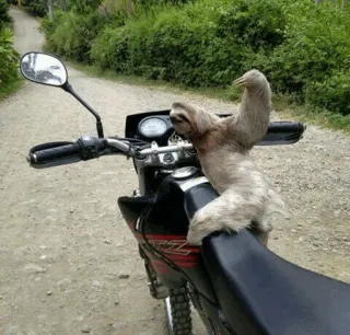 🦥 Faultier, Motorrad, Tier, Fahrzeug, Abenteuer, Natur, lustig telegram sticker