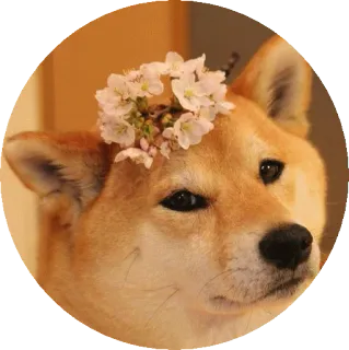 🌸 개, 시바견, 꽃, 애완 동물, 동물, 귀여운 telegram sticker