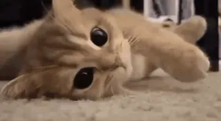 💗 猫, 可愛い, 動物, ペット, 子猫 telegram sticker
