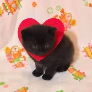🌟 gato, gatinho, coração, animal, fofo, dia dos namorados, amor telegram sticker