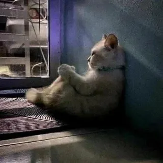 😞 Katze, Kätzchen, sitzend, Haustier, Haustier telegram sticker