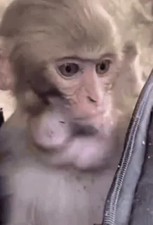 ๐ monkey, animal, cute telegram sticker