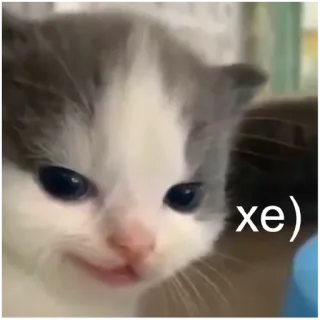 😀 xe) kitten, cat, cute, animal, pet telegram sticker