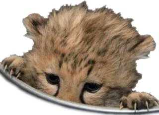 🌻 cheetah, cub, animal, cute, baby, wildlife whatsapp sticker