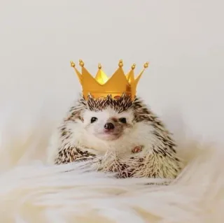 🌟 Igel, Krone, Tier, süß, König, Haustier whatsapp sticker