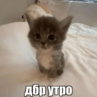 🥱 ДБР УТРО kitten, cat, cute, morning, good morning, animal telegram sticker