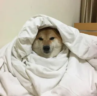 ❤️ dog, shiba inu, blanket, animal, cute, pet, cozy telegram sticker