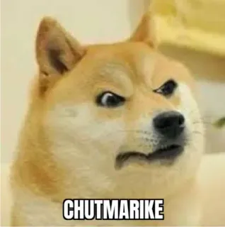 👺 CHUTMARIKE doge, mem, obraźliwe, zły, shiba inu telegram sticker