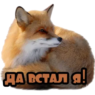 🌞 ДА ВСТАЛ Я! fuchs, tier, liegend, russisch, aufkleber whatsapp sticker