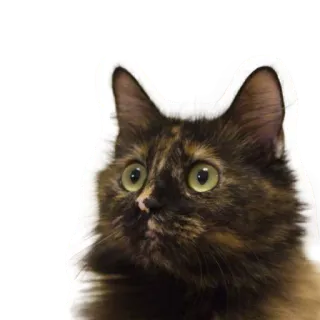 😺 kot, kot szylkretowy, zwierzę, zwierzę domowe, słodki, kot domowy telegram sticker