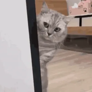 👀 gatto, animale domestico, animale, che sbircia, gatto grigio, gatto tigrato telegram sticker