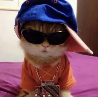 🌟 кот, солнцезащитные очки, шляпа, животное, питомец, крутой telegram sticker