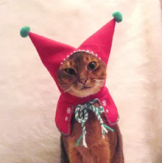 🤩 cat, animal, pet, hat, cute, jester, christmas, holiday telegram sticker