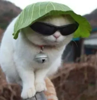 😎 cat, sunglasses, leaf, animal, pet, funny telegram sticker