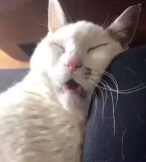 🌟 gato, dormindo, gato branco, animal, animal doméstico telegram sticker
