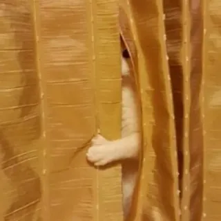 🪐 cat, kitten, hiding, curtain, playful, cute, peek, animal telegram sticker