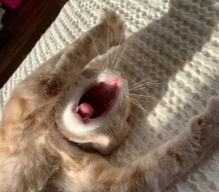 😴 gato, bostezando, animal, naranja, gato doméstico, mascota, luz solar telegram sticker