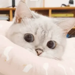 🐱 kucing, anak kucing, imut, hewan, peliharaan, domestik, kucing, mamalia telegram sticker