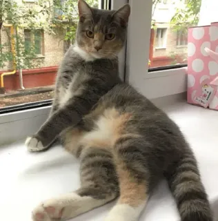 💃 Katze, Tier, Haustier, Fenster, sitzend, Hauskatze telegram sticker