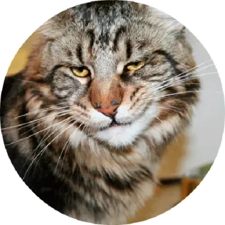 😆 chat, animal de compagnie, animal, félin, tigré telegram sticker
